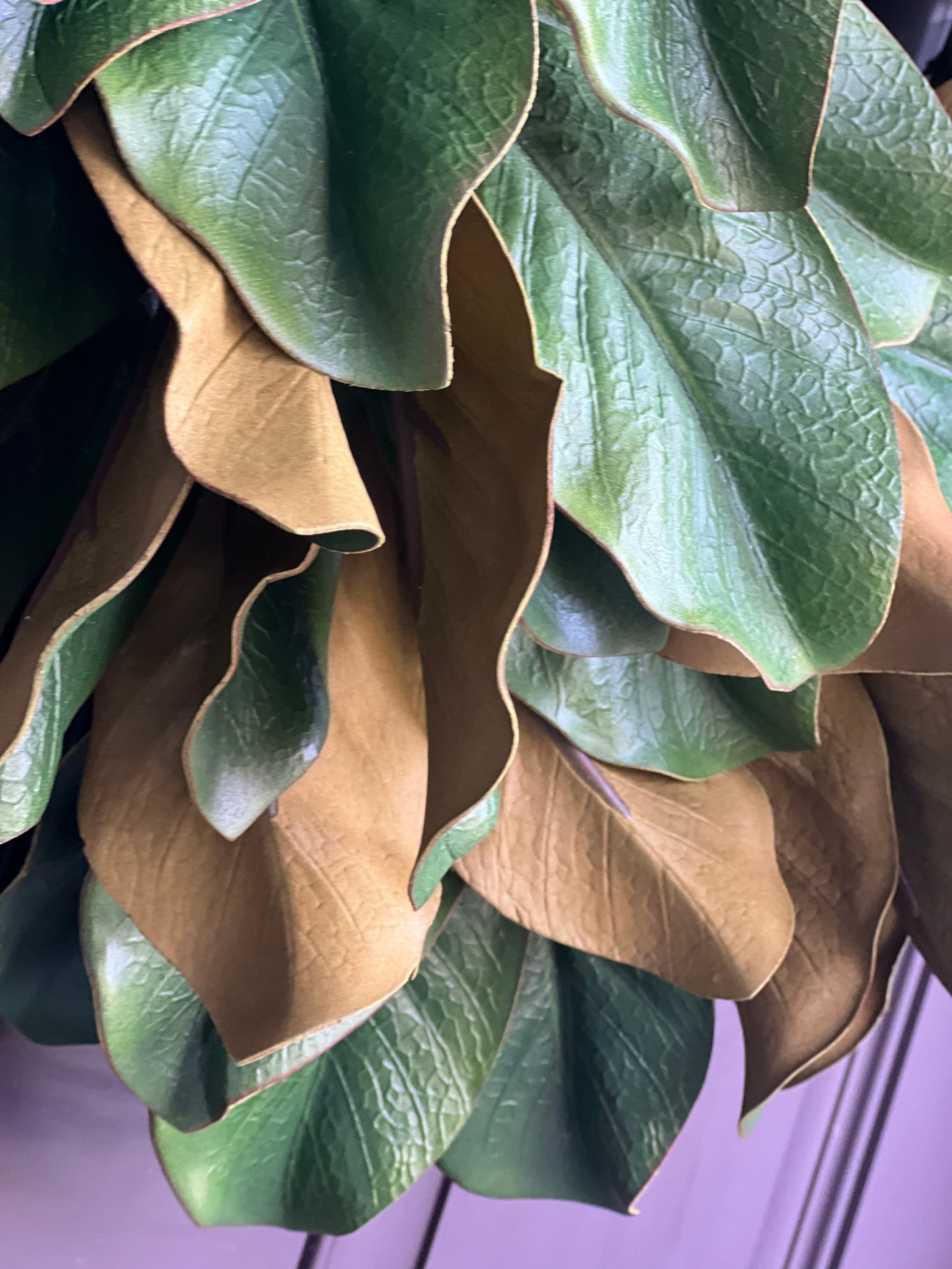 All Season Magnolia Leaf