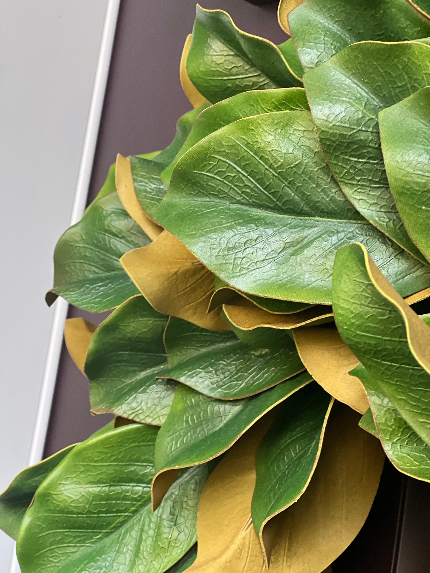 All Season Magnolia Leaf